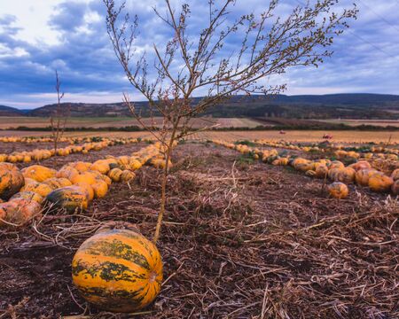Pumpkin field at sunset. Beautiful landscape in Hungary. Autumn