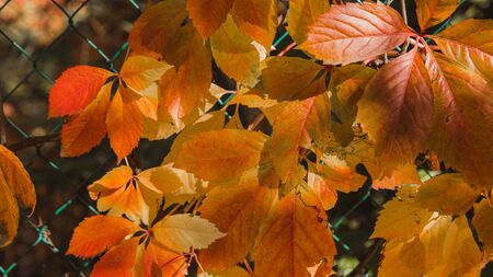Autumn red and orange leaves with narrow depth of field. Backgroundの写真素材