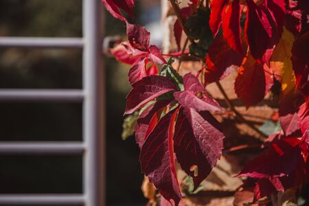 Autumn red leaves with narrow depth of field