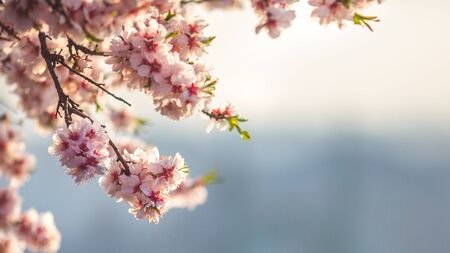 Beautiful almond flowers at sunrise in Budapest, Hungaryの写真素材