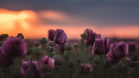 Lilac Poppy Flowers in sunlight in early Summer close-up in Hungaryの写真素材