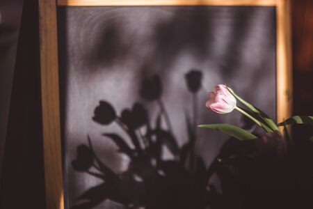 Beautiful pink and purple tulips in light room with reflection on blackboard