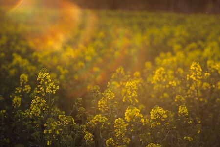 Rapeseed field, Blooming canola flowers close up. Rape on the field in summer an autumn in Hungary