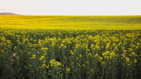 Summer landscape with yellow rape field in Hungary