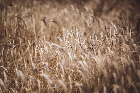 Selective focus of wheat field on the background close up