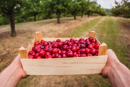 Hands holding wooden box with fresh ripe cherries in the garden.