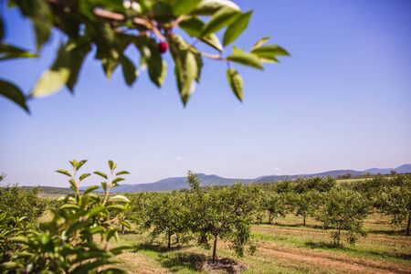 Ripening organic cherries on orchard tree in big garden. Summer.の写真素材