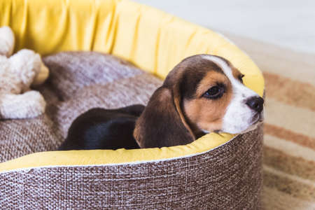 Cute small beagle puppy sleeping in his basket