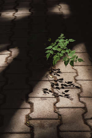 Tree growing through a crack in the sidewalk in a beam of light