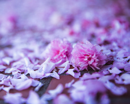 Spring fallen petals flowers off cherry tree, pink backgroundの写真素材