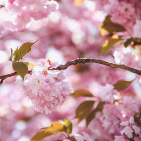 Spring blossom branch on pink blooming tree. Beautiful nature scene with flowers on tree and sun...