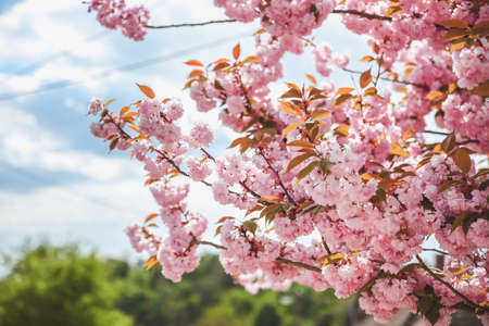 Spring blossom branch on pink blooming tree. Beautiful nature scene with flowers on tree and sun flare. Sunny day. Beautiful Orchard. Abstract blurred backgroundの写真素材