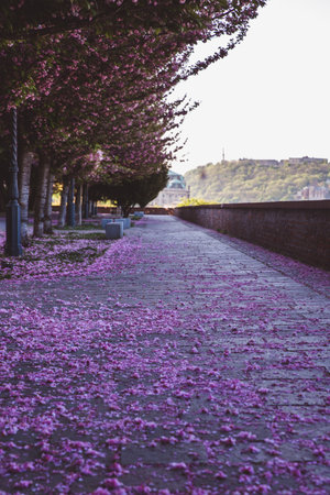 Alley of blossoming plum trees with fallen petals in Buda Castle in Budapest, Hungaryの写真素材