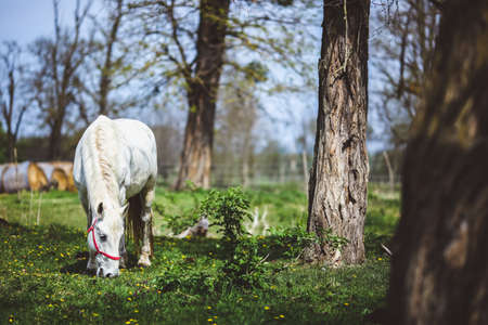Beautiful white horse feeding in a green pastureの写真素材