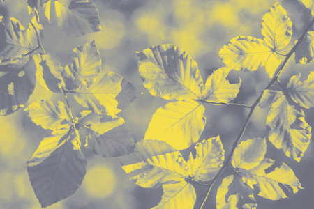 Background with yellow leaves and bright sun with bokeh effect, color of year 2021 - Gray and Yellowの写真素材