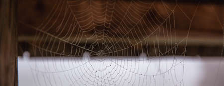 Traditional concentric spider web on the background of a wooden fence.の写真素材