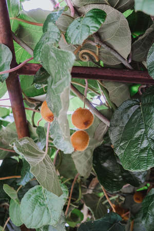 Fresh kiwi on the tree in the garden, close-upの写真素材
