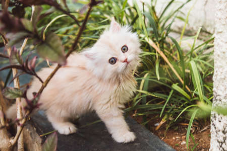 The persian kitten with blue eyes in a natureの写真素材