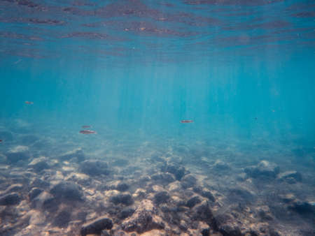 Stone bottom, surface and fish in the blue underwater world.の写真素材