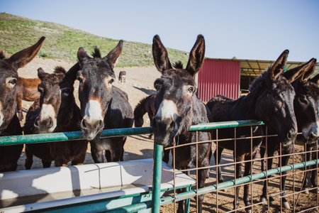 Brown donkeys in a metallic cage, domestic animals.の写真素材