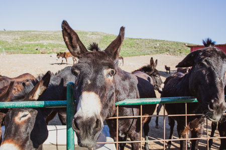 Brown donkeys in a metallic cage, domestic animals.の写真素材