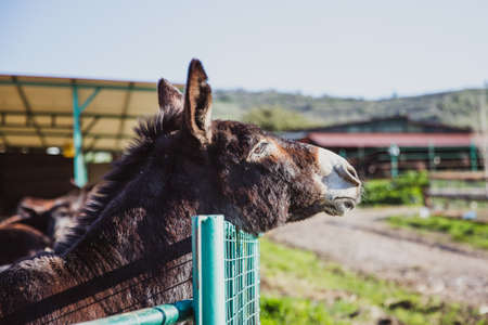 Brown donkey in a metallic cage, domestic animals.の写真素材