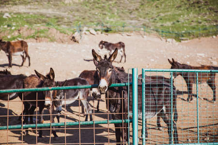 Brown donkeys in a metallic cage, domestic animals.の写真素材
