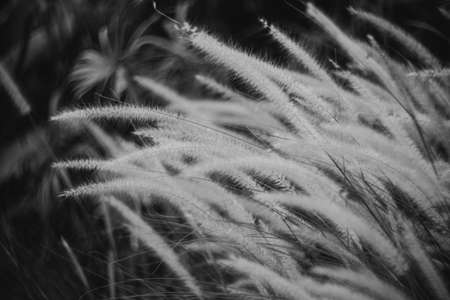 Black and white photo of fluffy grasses in the wind near the sea, selective focus.の写真素材