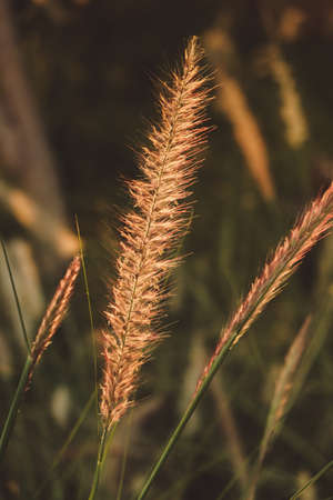Macro photo of fluffy grasses in the wind , blurred, selective focus.の写真素材