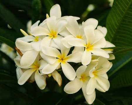 Tropical white and yellow flowers, Frangipani Plumeria.の写真素材