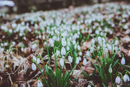 White spring snowdrops. Snowdrops field. Galanthus nivalis. Snowdrop spring flowers. Snowdrop or Galanthus. Spring flower snowdrop is the first flower in the end of winter and the beginning of spring.の写真素材