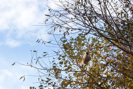 Small birds nest on a tree at Tisza lake in Hungaryの写真素材