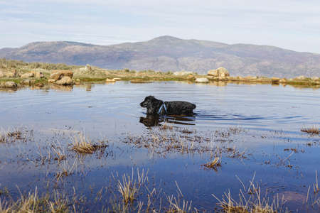 black English Cocker Spaniel in the waterの写真素材