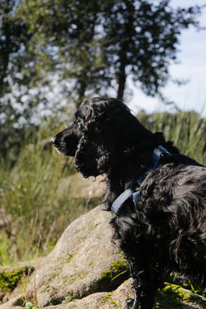 Portrait of an adorable English Cocker Spaniel waiting in the countrysideの写真素材