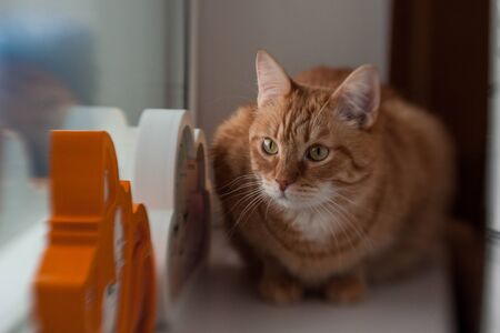 Red cat sits on the windowsill and looks out the windowの写真素材