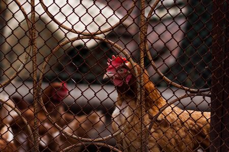 One brown chick behind the fence is watchingの写真素材