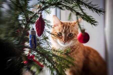 Red cat sitting under Christmas tree with red and blue toysの写真素材