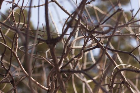 Twisted brown branches in springの写真素材
