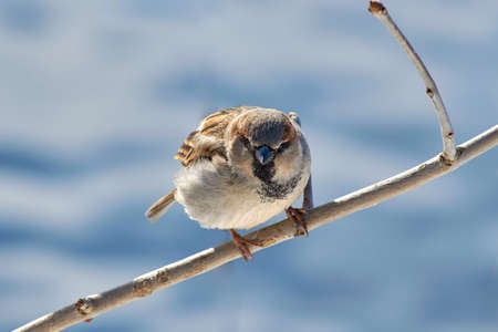 The fearsome sparrow looks into the camera lens. A sparrow sits on a tree branch.