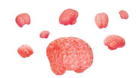 Brains are in the air, isolated on a white background. There are a lot of human brains in the air....