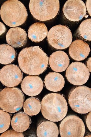 A fresh wood polter at the edge of the forest