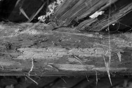 A woodworm in an old bar in monochromeの写真素材