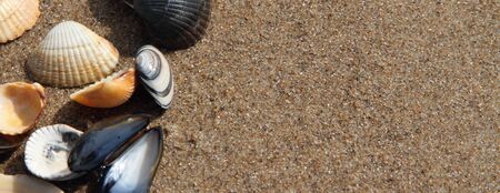 Different seashell lie on the sandy beach