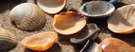 Different seashell lie on the sandy beachの写真素材