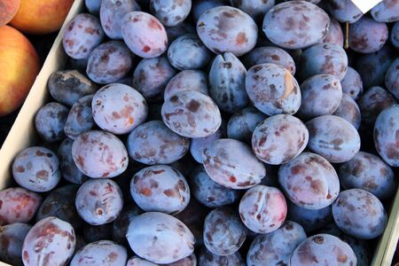 Fresh blue plumsの写真素材