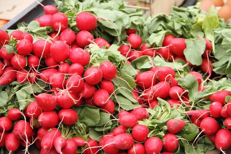 Fresh radishes at the weekly marketの写真素材