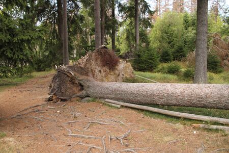 Forest dying on the Brocken in the Harz Germanyの写真素材