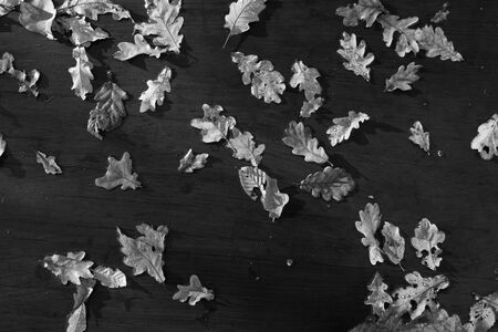 Table with oak leaves as backgroundの写真素材