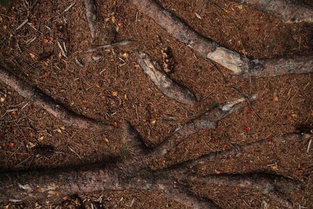 Roots on the forest floor as a background
