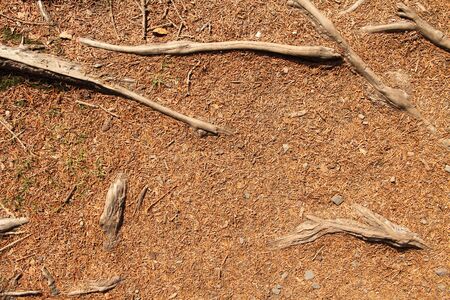 Roots on the forest floor as a background